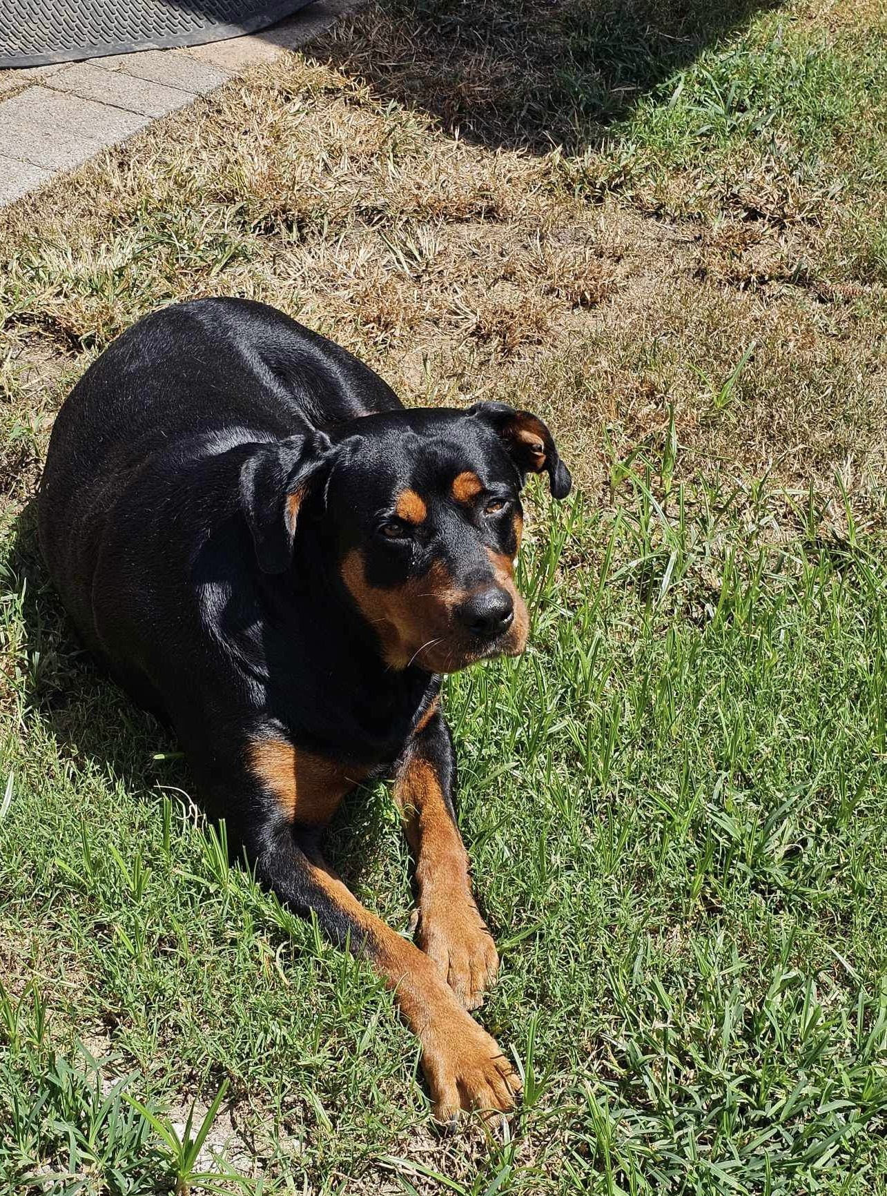 Honey, a Adopted Rottweiler in Humble, TX image 2/6