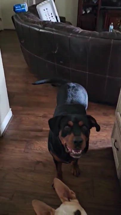 Enlarge Honey, a Adopted Rottweiler in Humble, TX video 6/6