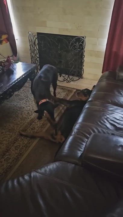 Enlarge Honey, a Adopted Rottweiler in Humble, TX video 5/6