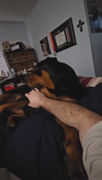 Enlarge Honey, a Adopted Rottweiler in Humble, TX video 4/6