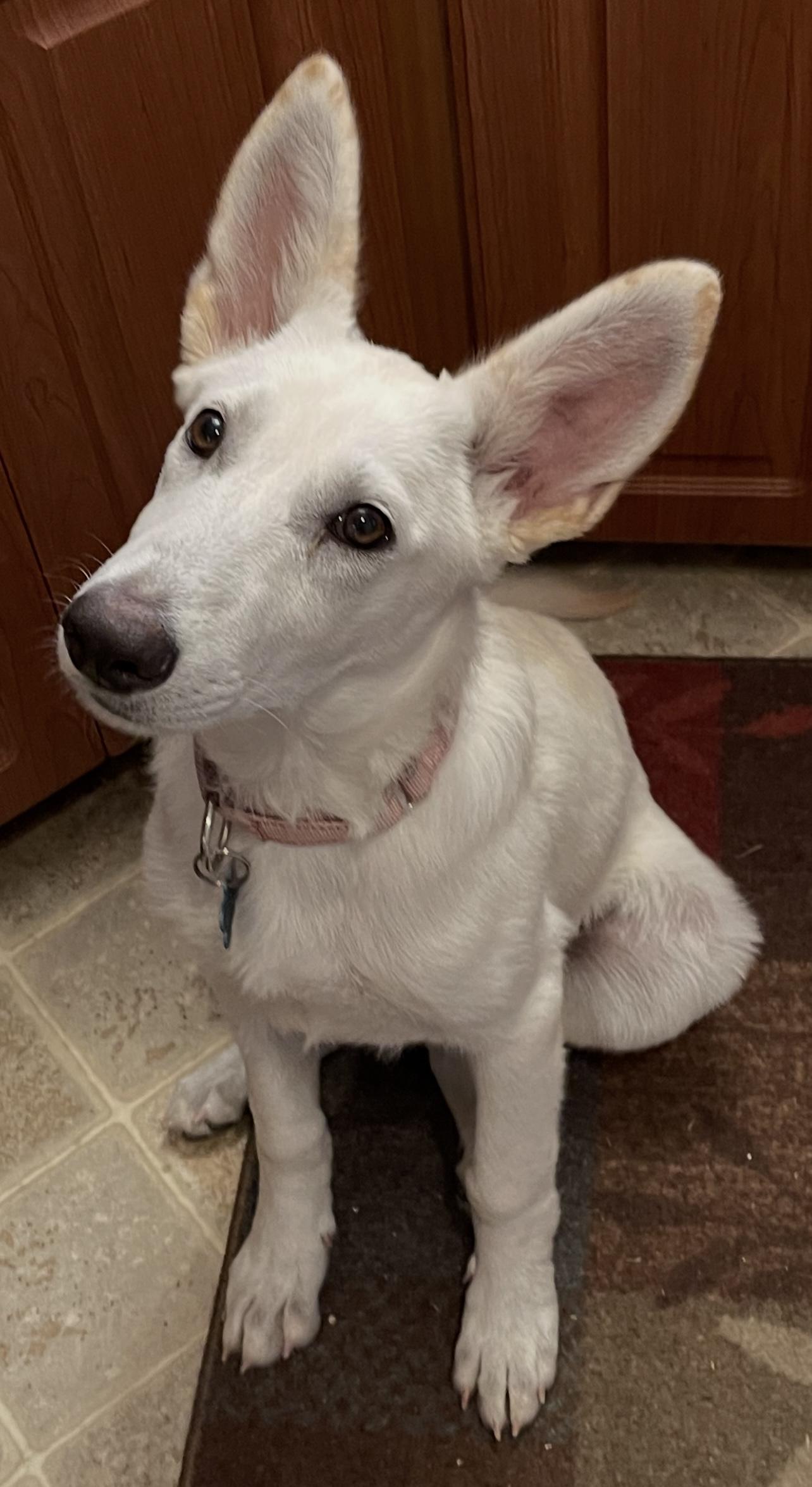 WHITE SHEPHERDS photo 3