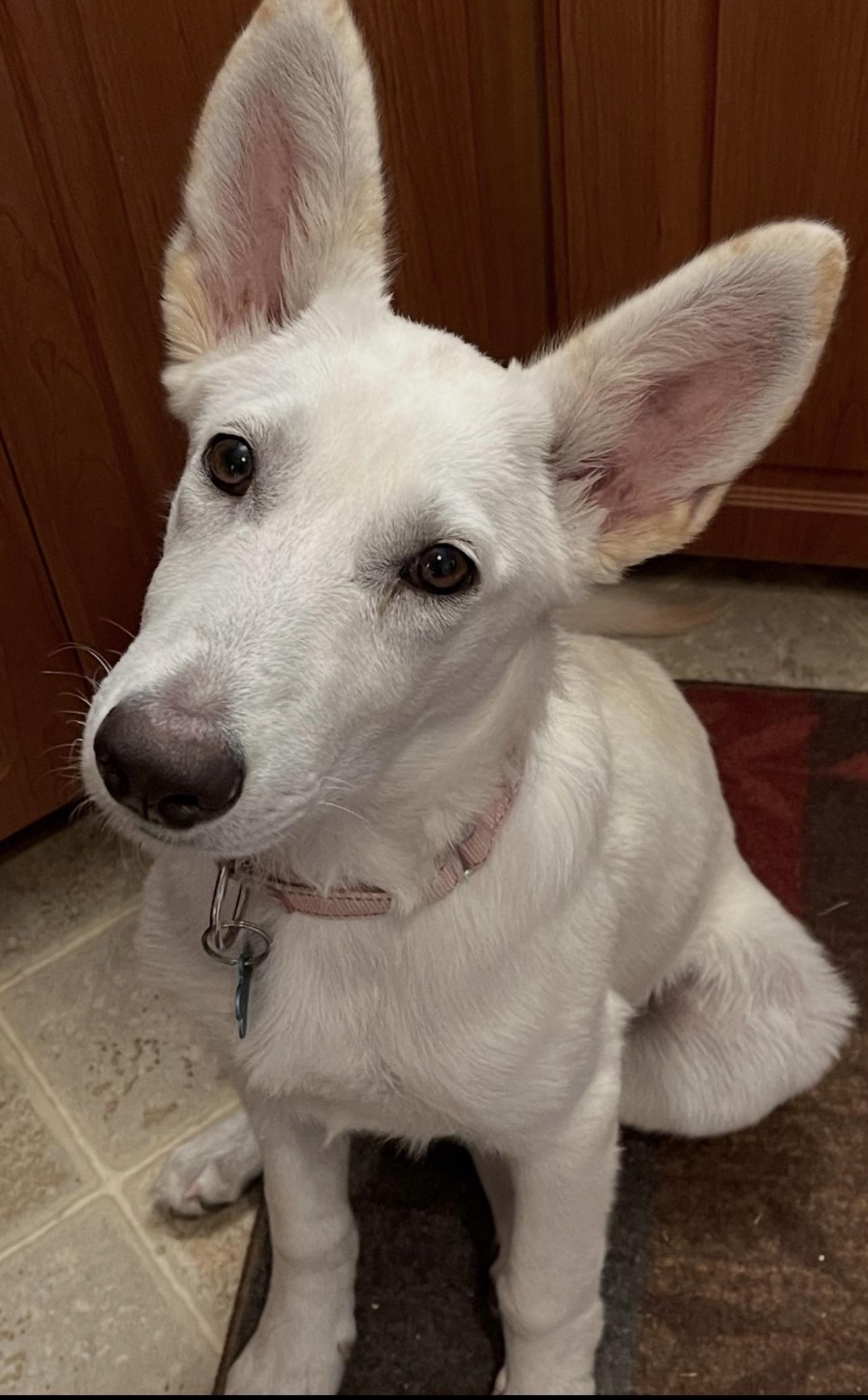 WHITE SHEPHERDS photo 6