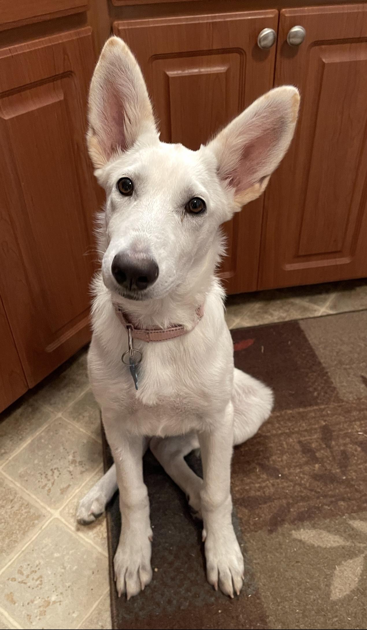 WHITE SHEPHERDS photo 2