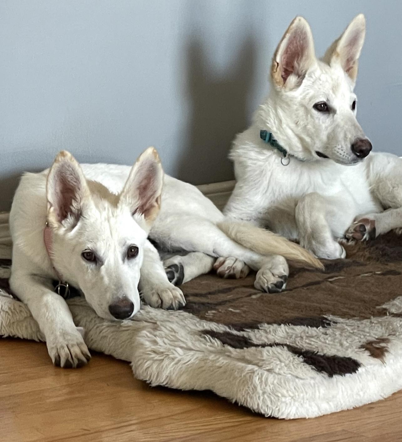 WHITE SHEPHERDS, Baby Female unknown