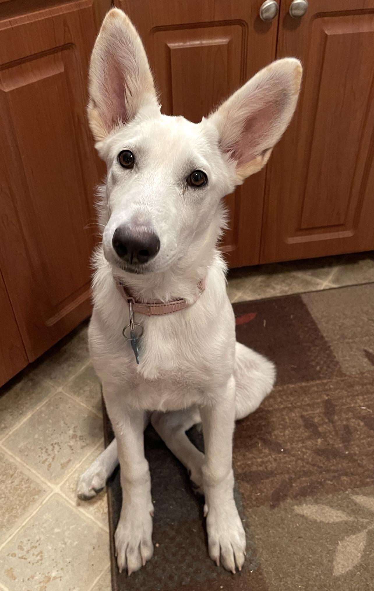 WHITE SHEPHERDS photo 4