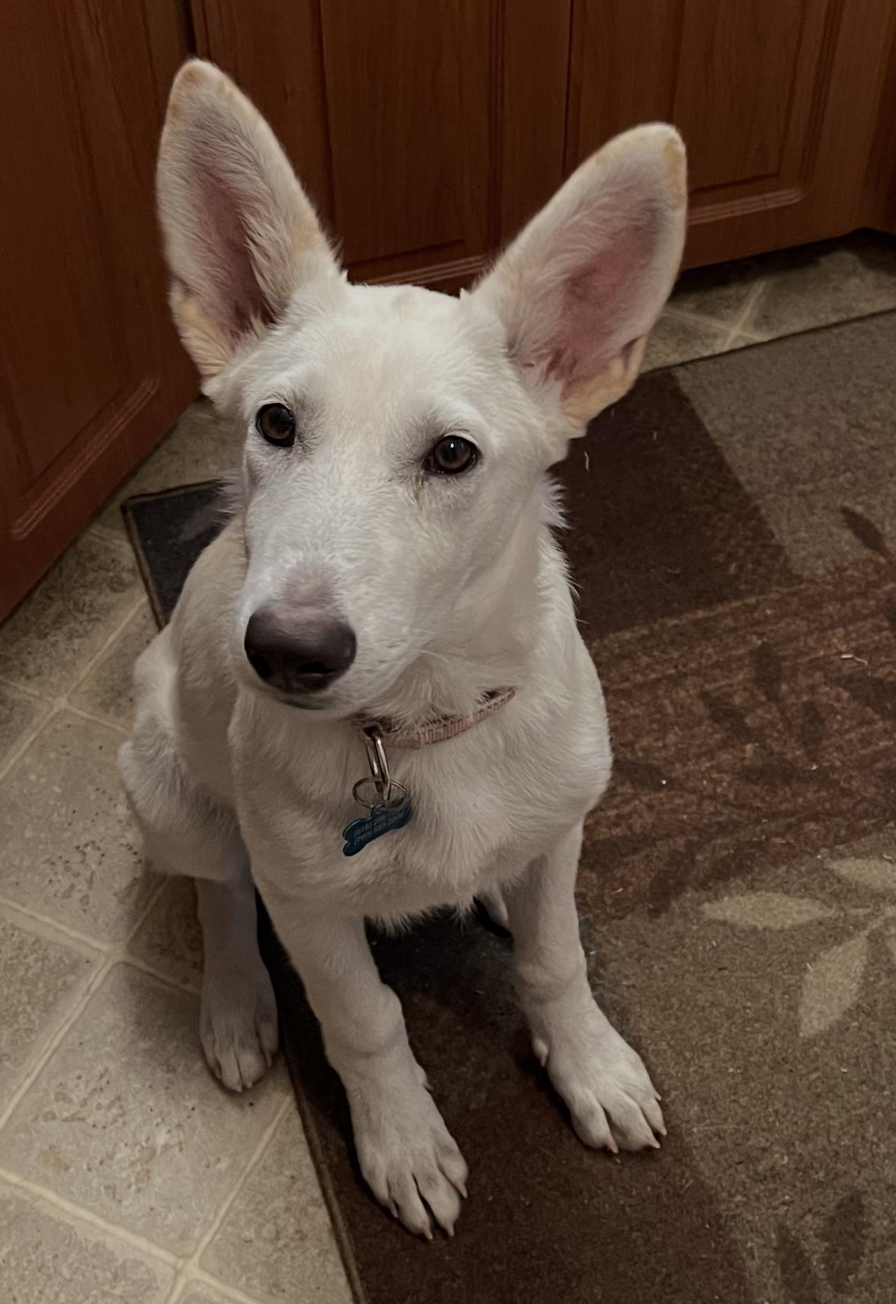 WHITE SHEPHERDS photo 5