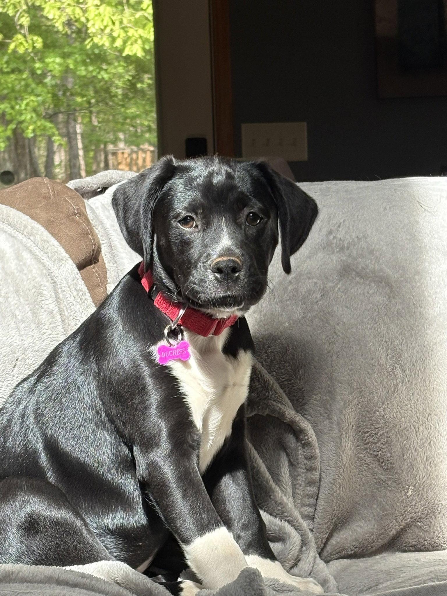 Duches, Adoptable, Puppy Female Labrador Retriever.