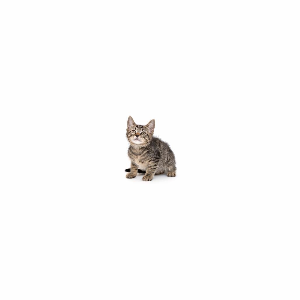 Enlarge Hot Fry, a Adoptable Domestic Short Hair in Playa Vista, CA image 1/1