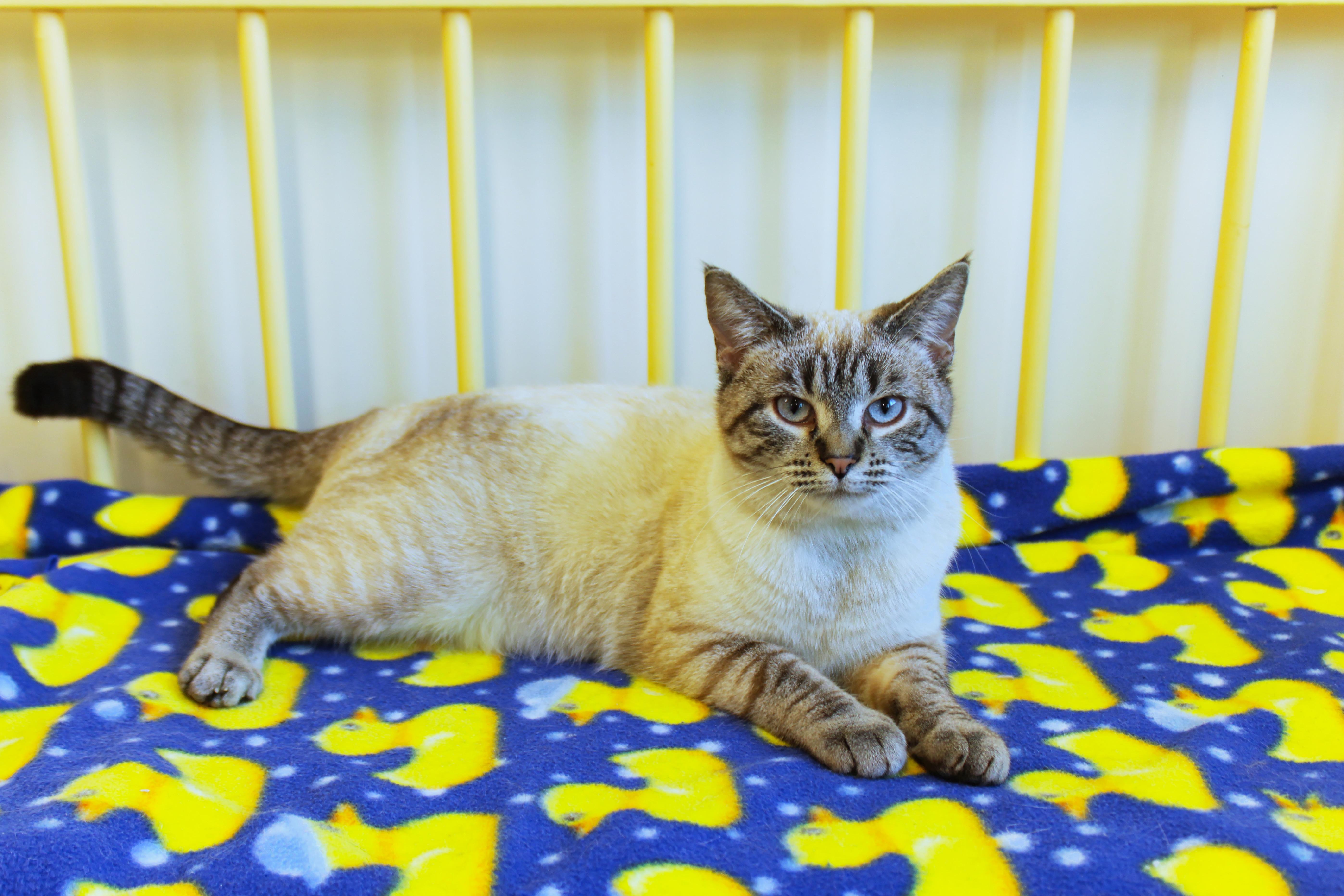 Enlarge Snowball, an adopted Siamese in Urbana, OH image 1/6