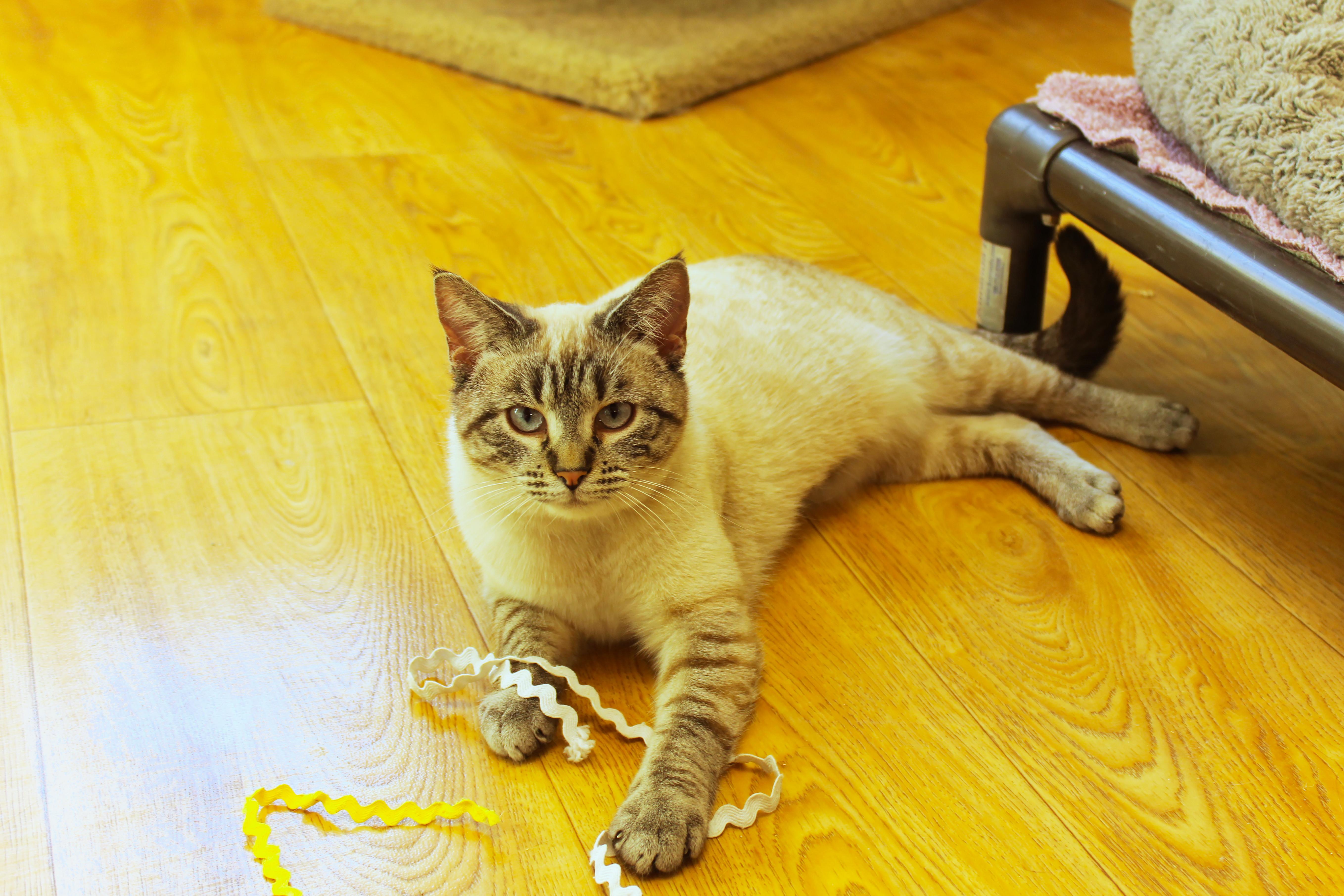 Enlarge Snowball, an adopted Siamese in Urbana, OH image 6/6