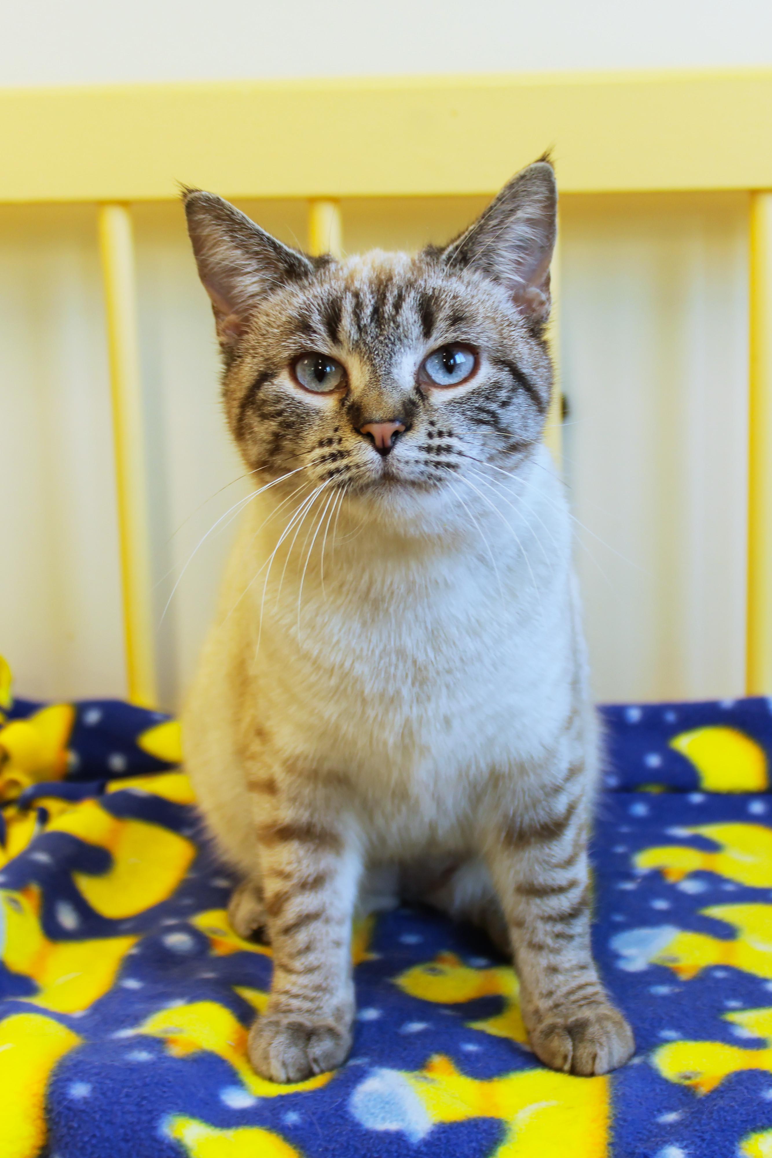 Enlarge Snowball, an adopted Siamese in Urbana, OH image 4/6