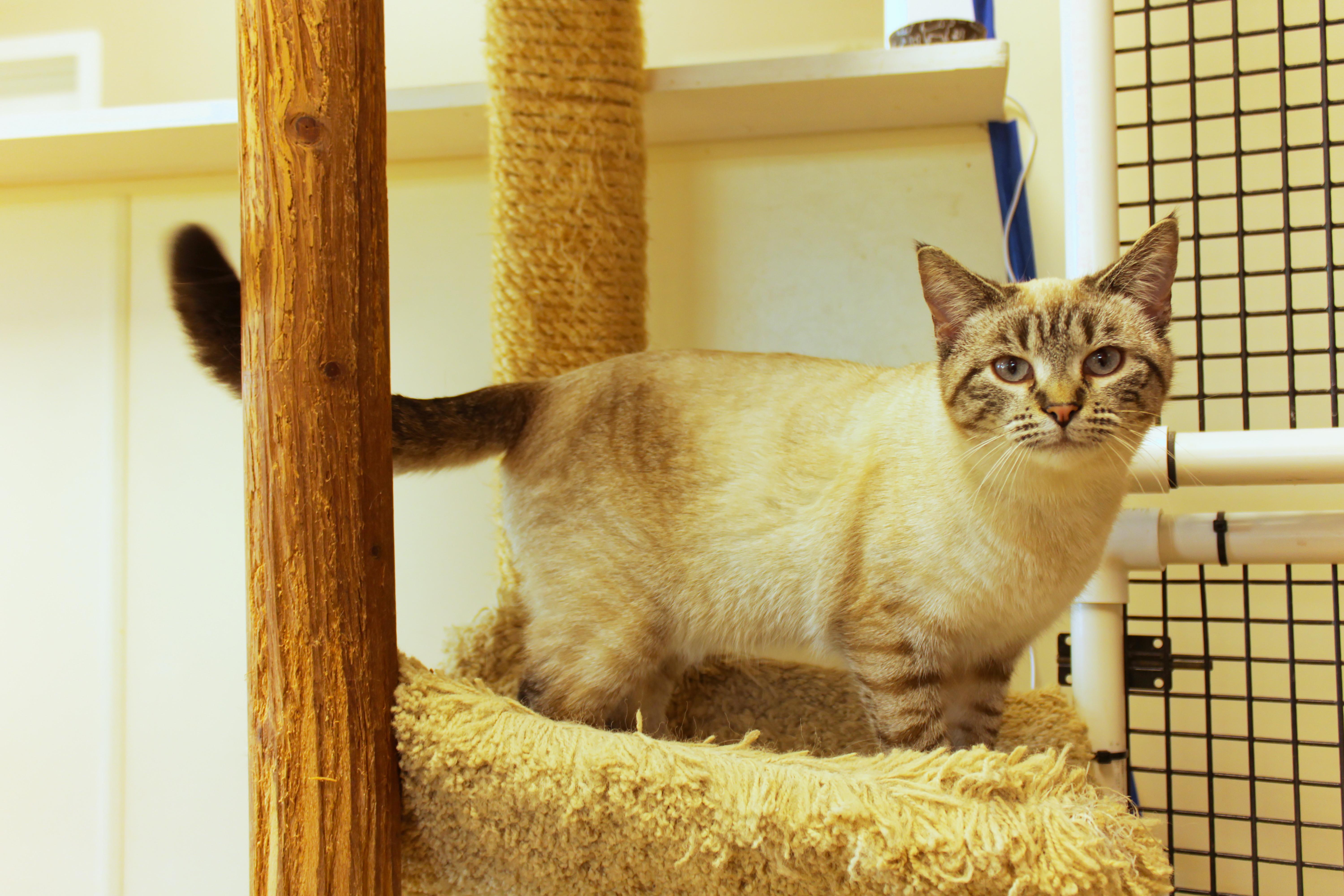 Enlarge Snowball, an adopted Siamese in Urbana, OH image 5/6