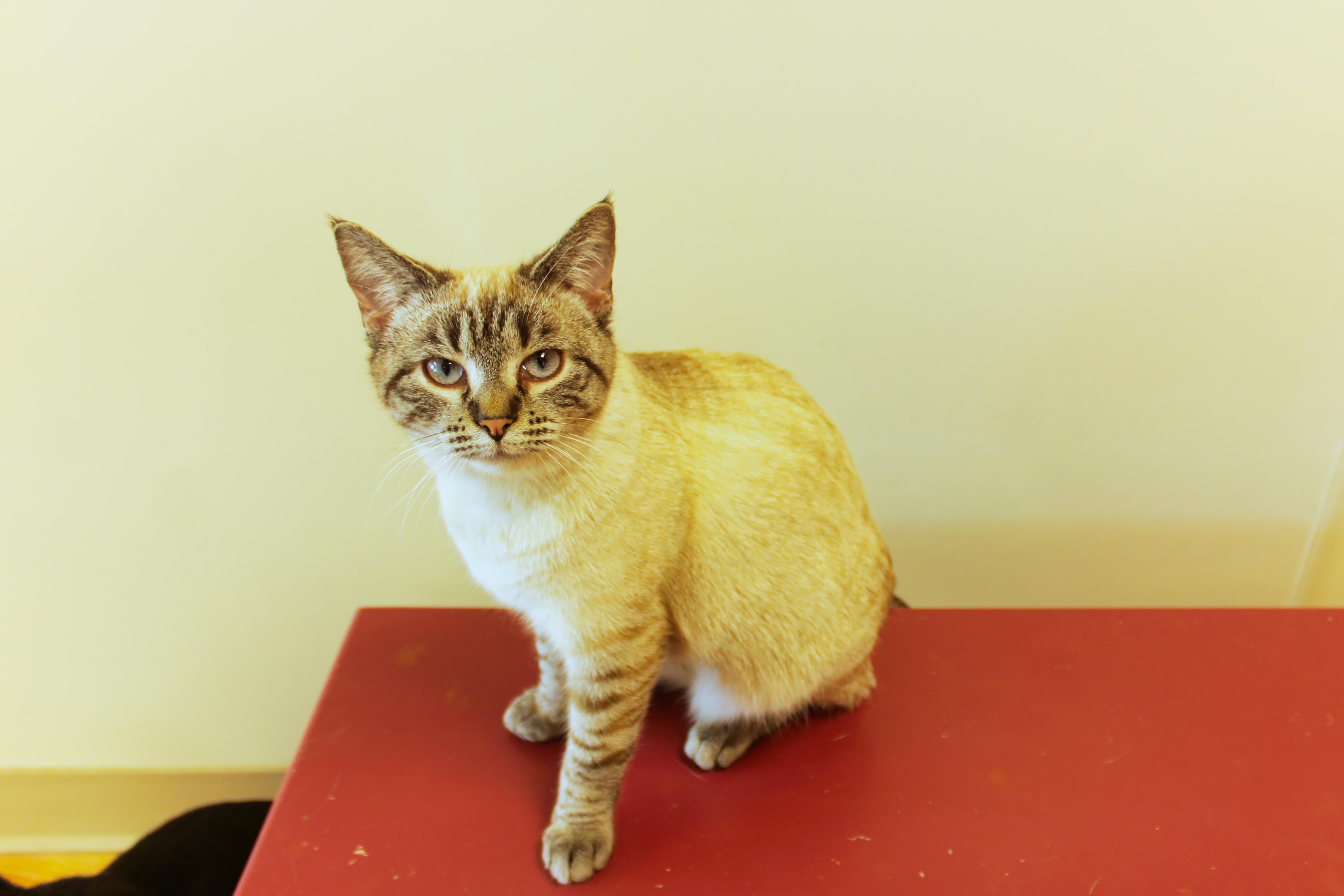 Enlarge Snowball, an adopted Siamese in Urbana, OH image 3/6