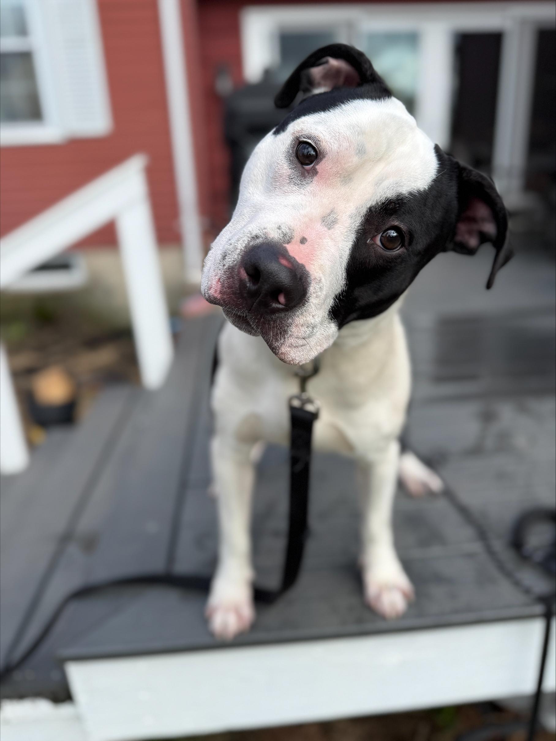 Charlie, ADOPTABLE, Puppy Male Pit Bull Terrier.