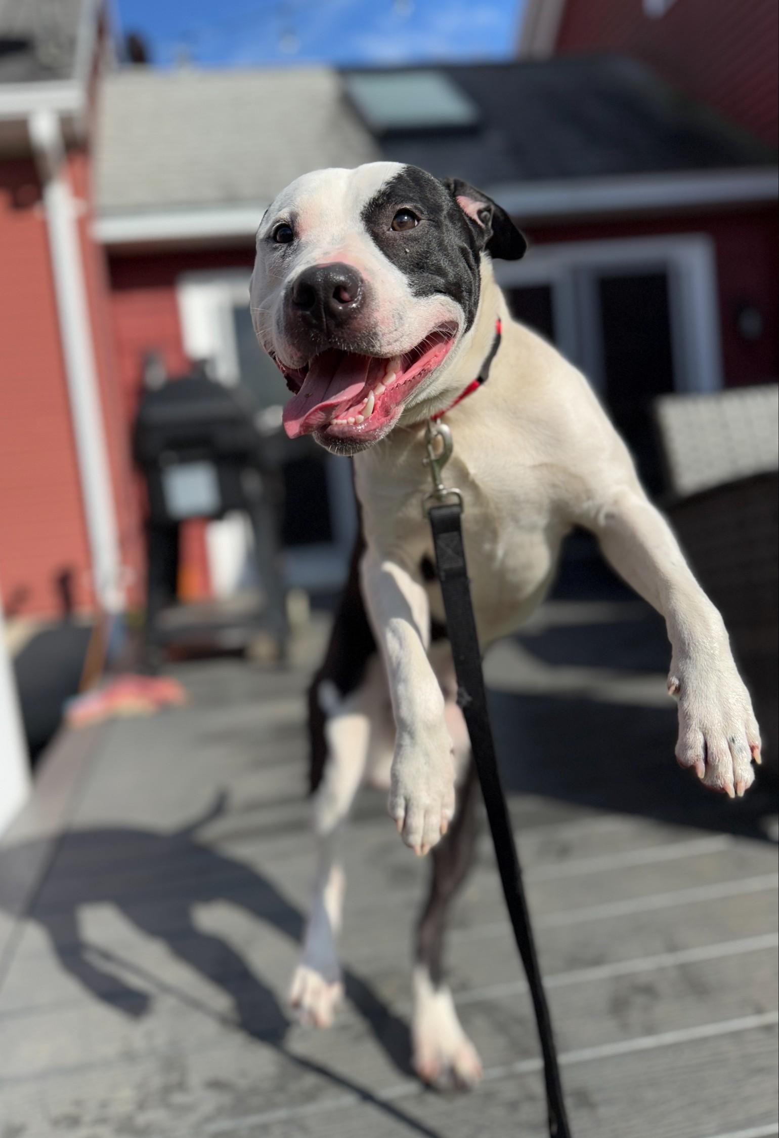 Enlarge Charlie, a ADOPTABLE mixed breed in Fitchburg, MA image 4/4