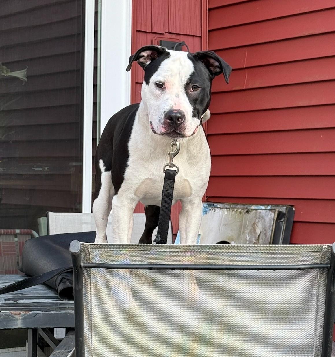 Enlarge Charlie, a ADOPTABLE mixed breed in Fitchburg, MA image 2/4