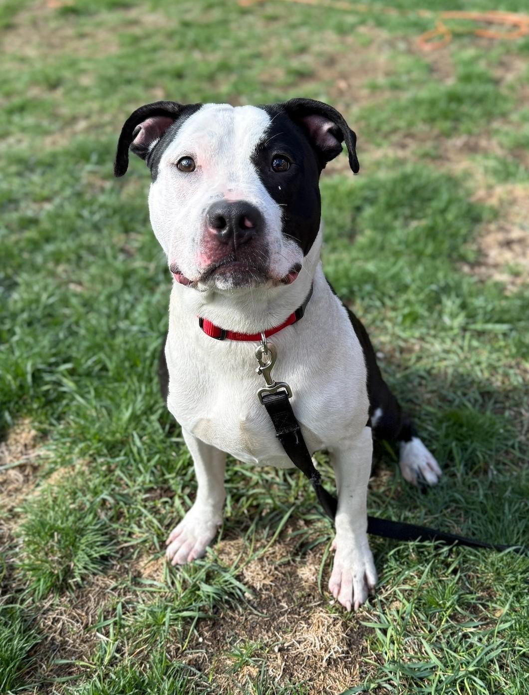 Enlarge Charlie, a ADOPTABLE mixed breed in Fitchburg, MA image 3/4
