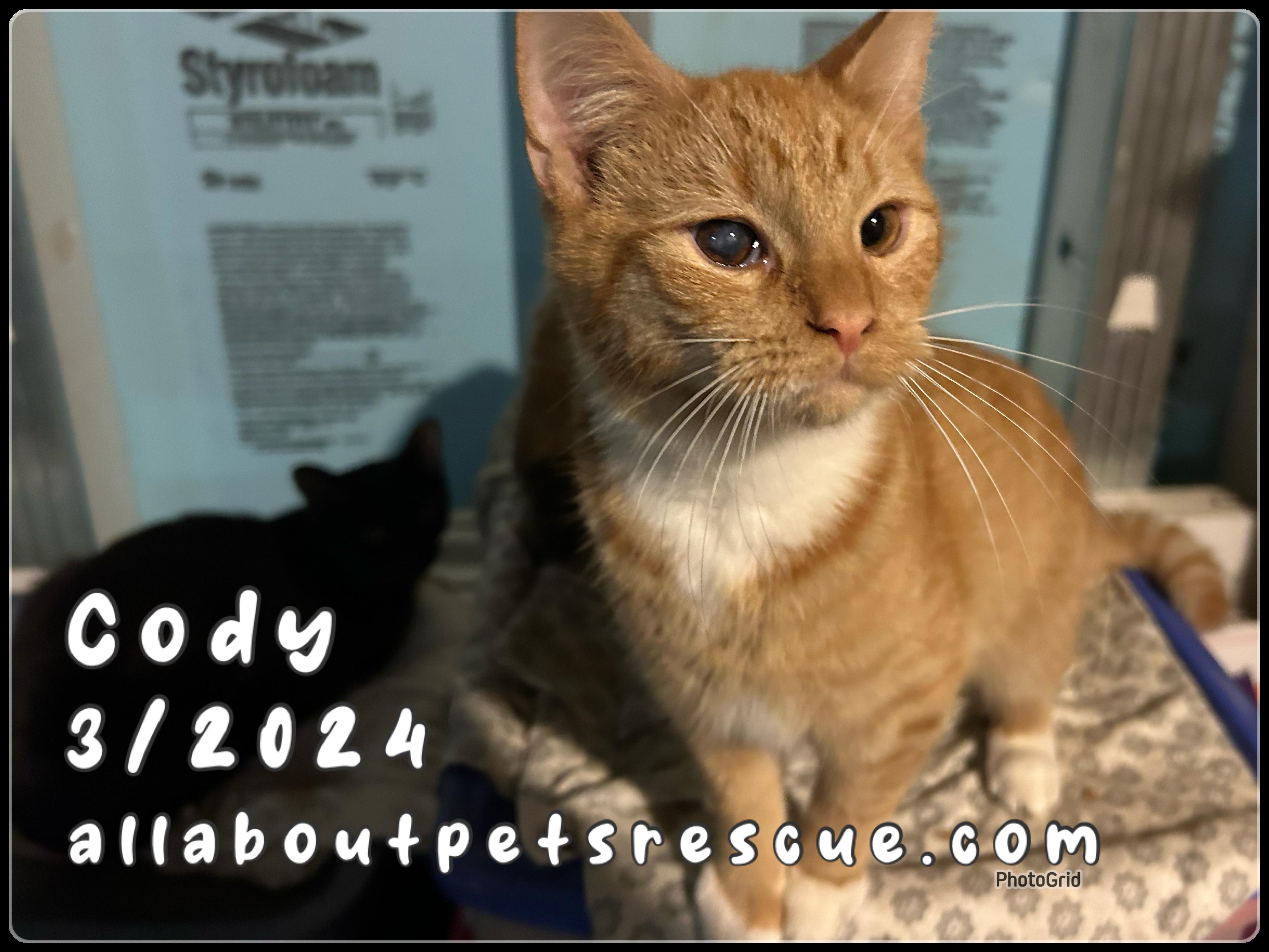 Enlarge Cody, a Adoptable Domestic Short Hair in Troupsburg, NY image 1/1