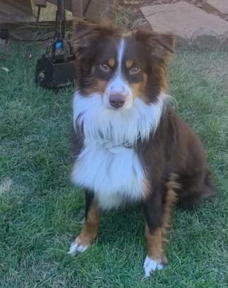 Enlarge Rusty, a Adoptable Australian Shepherd in vALE, NC image 1/1