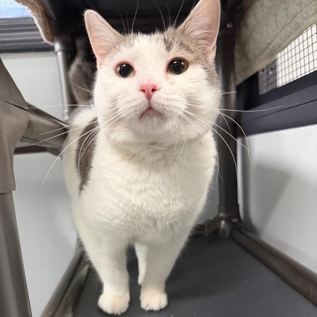 Zyrtec, Adoptable, Adult Female Domestic Short Hair.