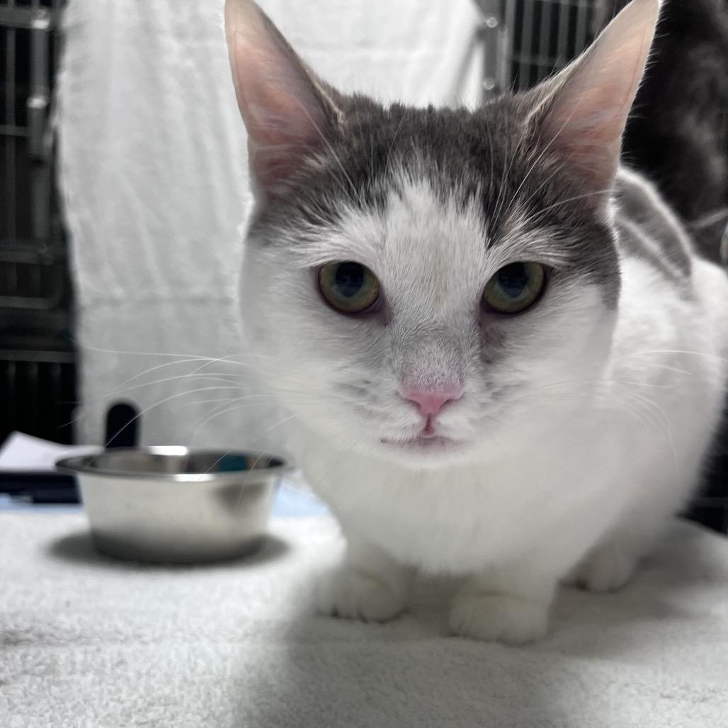 Enlarge Zyrtec, a Adoptable Domestic Short Hair in Waynesville, NC image 3/5