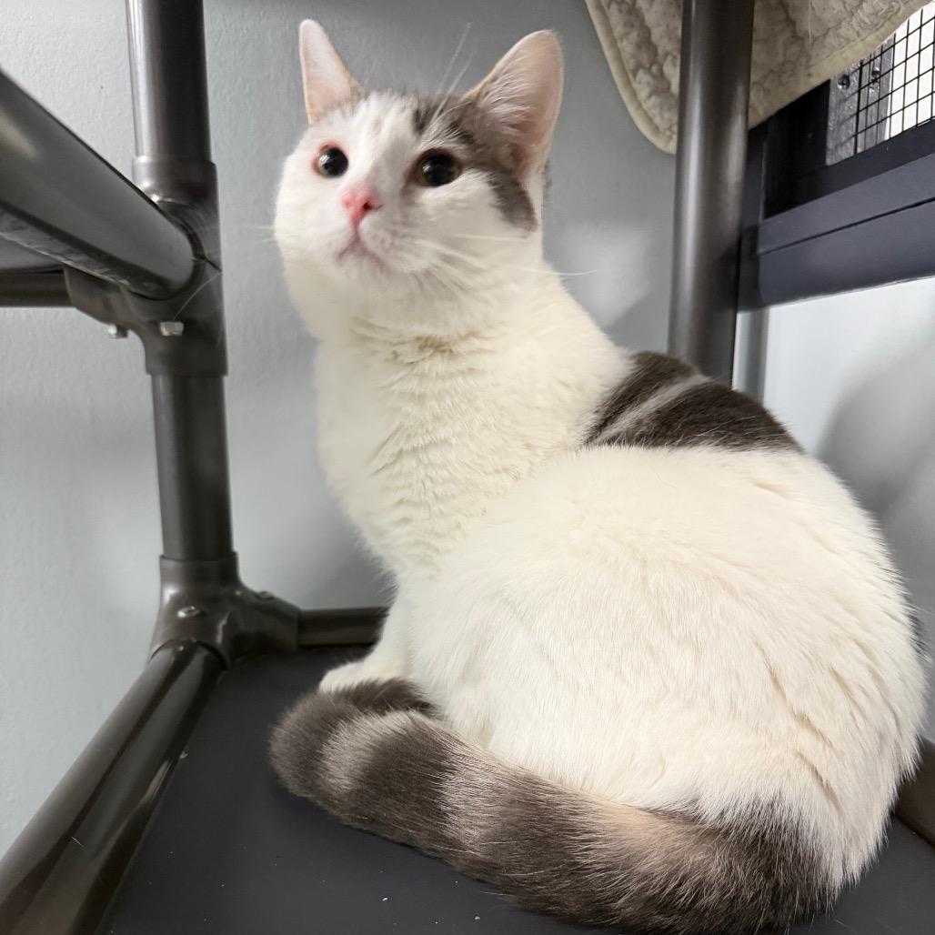 Enlarge Zyrtec, a Adoptable Domestic Short Hair in Waynesville, NC image 4/5