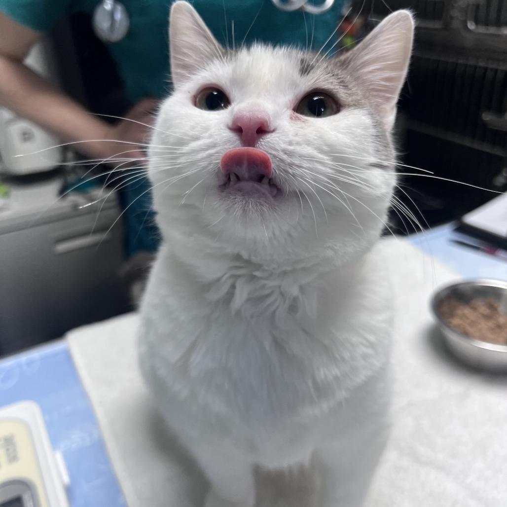 Enlarge Zyrtec, a Adoptable Domestic Short Hair in Waynesville, NC image 5/5