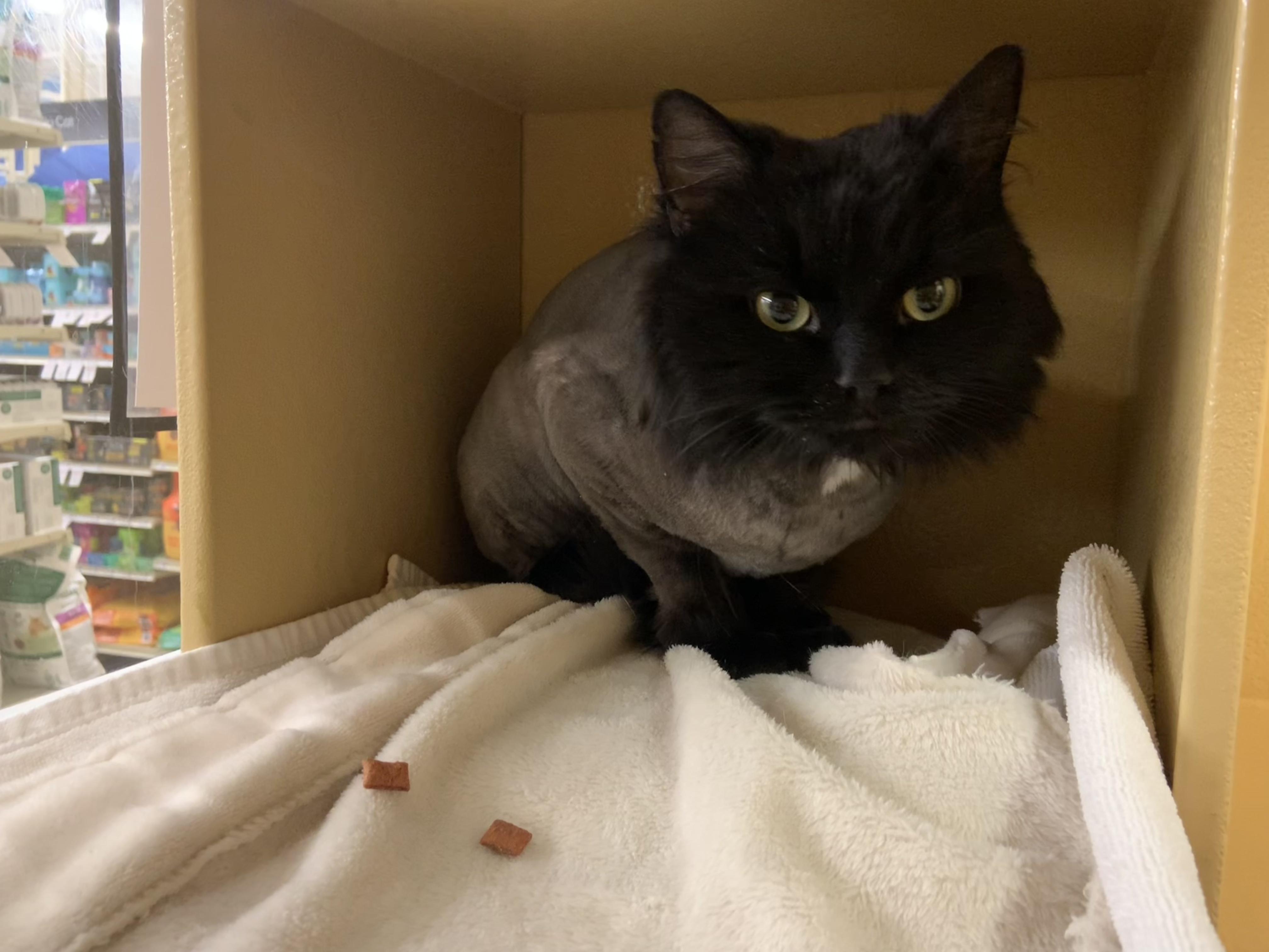 Enlarge Leo, an adopted Domestic Long Hair in Worcester, MA image 2/3