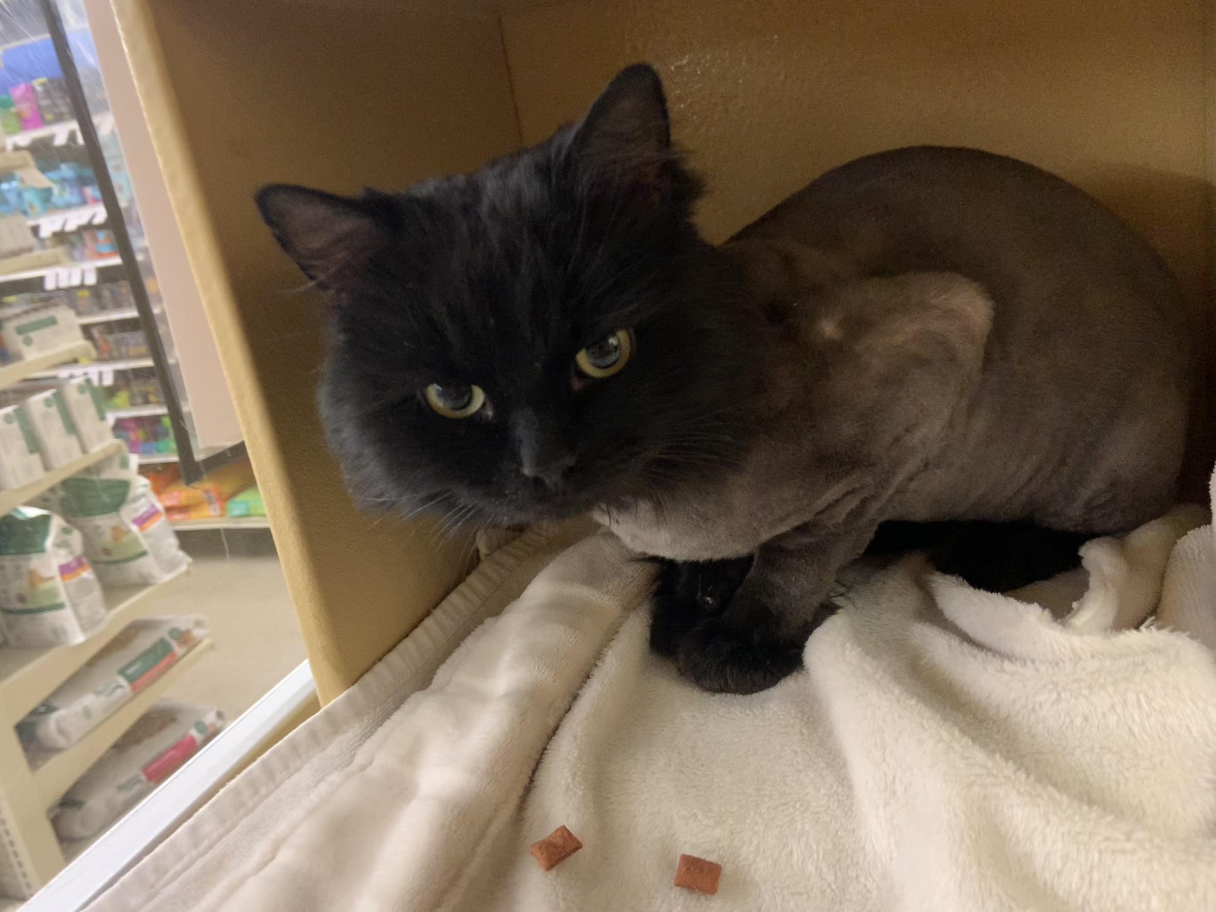 Leo, adopted, Young Male Domestic Long Hair.