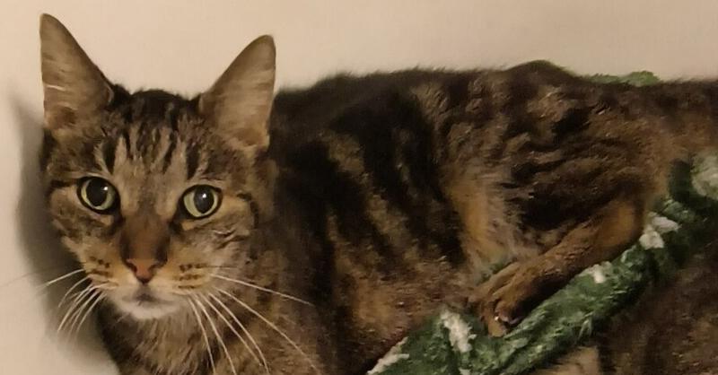 Beryl, Adoptable, Adult Female Tabby.