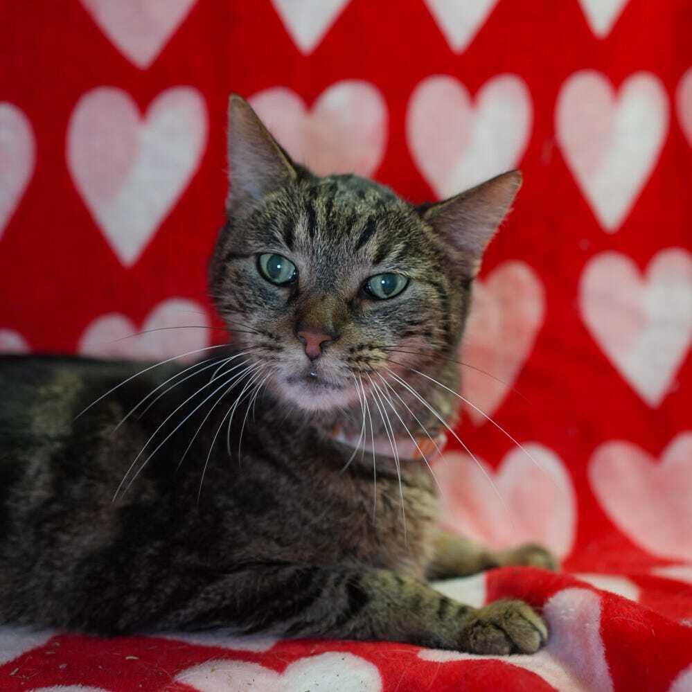 Beryl, a Adoptable mixed breed in Wheaton, IL image 2/4