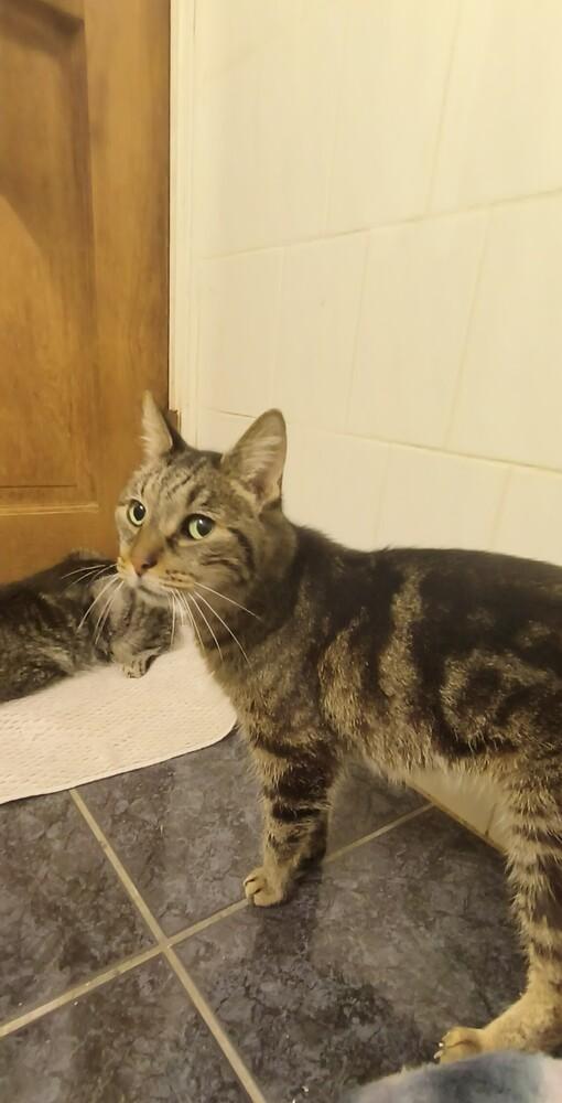 Beryl (bonded to Bailyn), Adoptable, Adult Female Tabby.