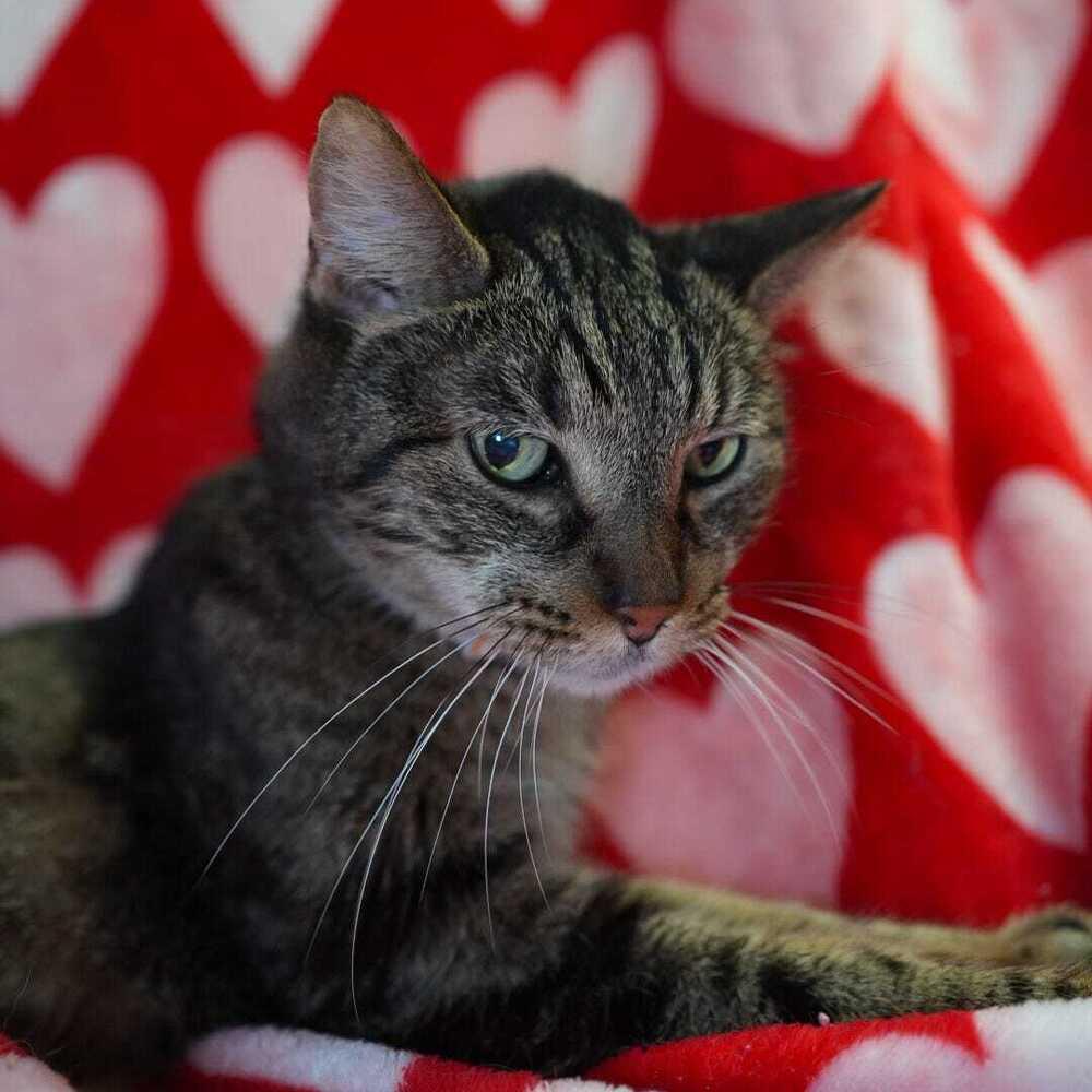 Beryl, a Adoptable mixed breed in Wheaton, IL image 4/4