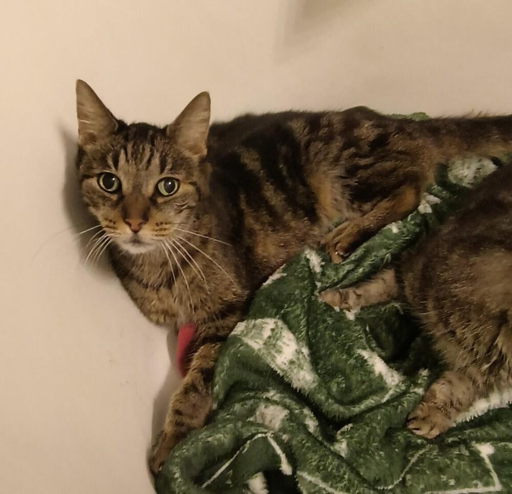 Enlarge Beryl (bonded to Bailyn), a Adoptable mixed breed in Wheaton, IL image 2/2