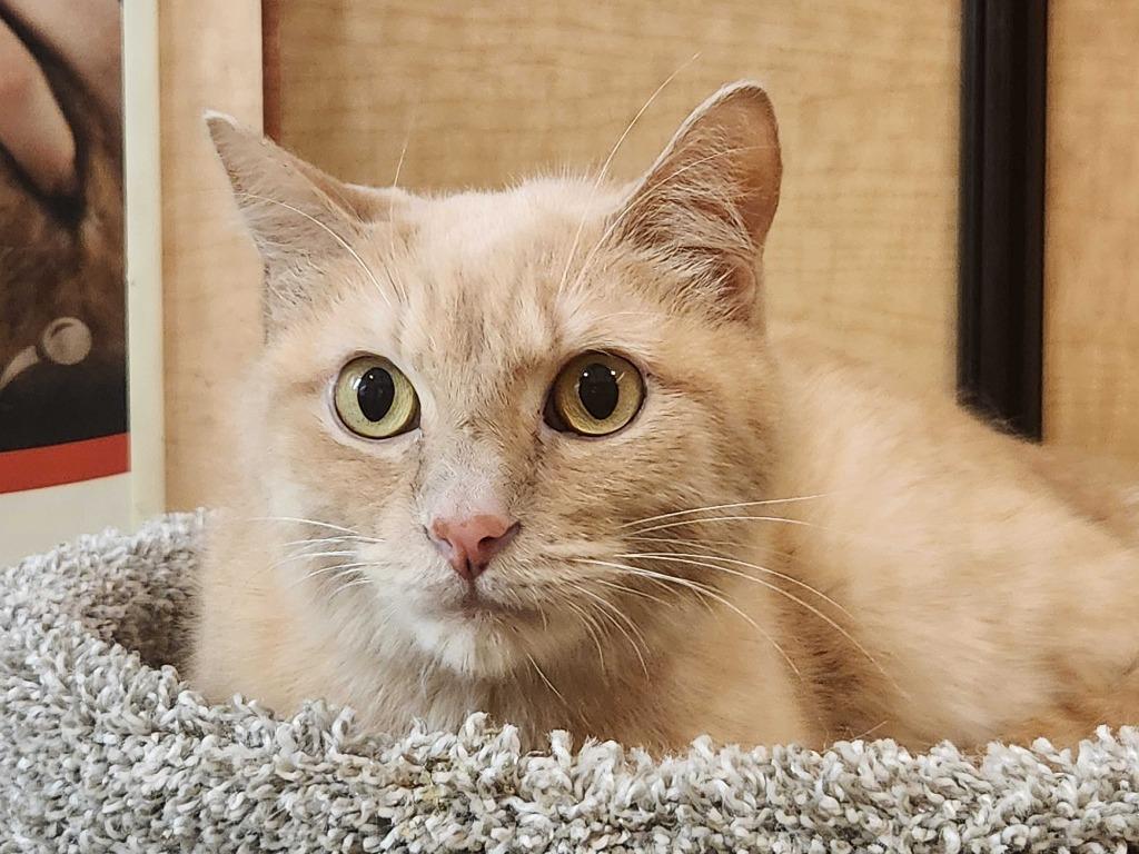 Cupcake, Adoptable, Adult Male Domestic Short Hair.