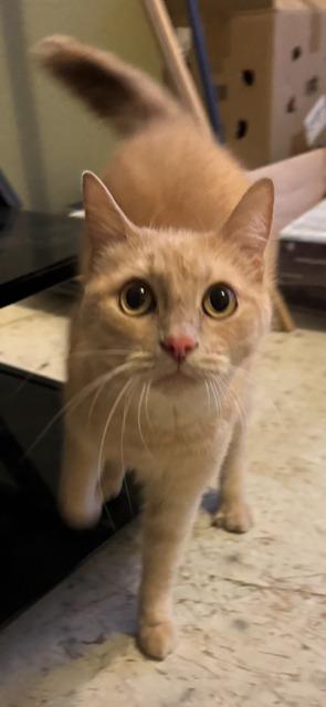 Enlarge Cupcake, a Adoptable mixed breed in Rowlett, TX image 2/6