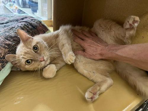 Enlarge Cupcake, a Adoptable mixed breed in Rowlett, TX image 3/6