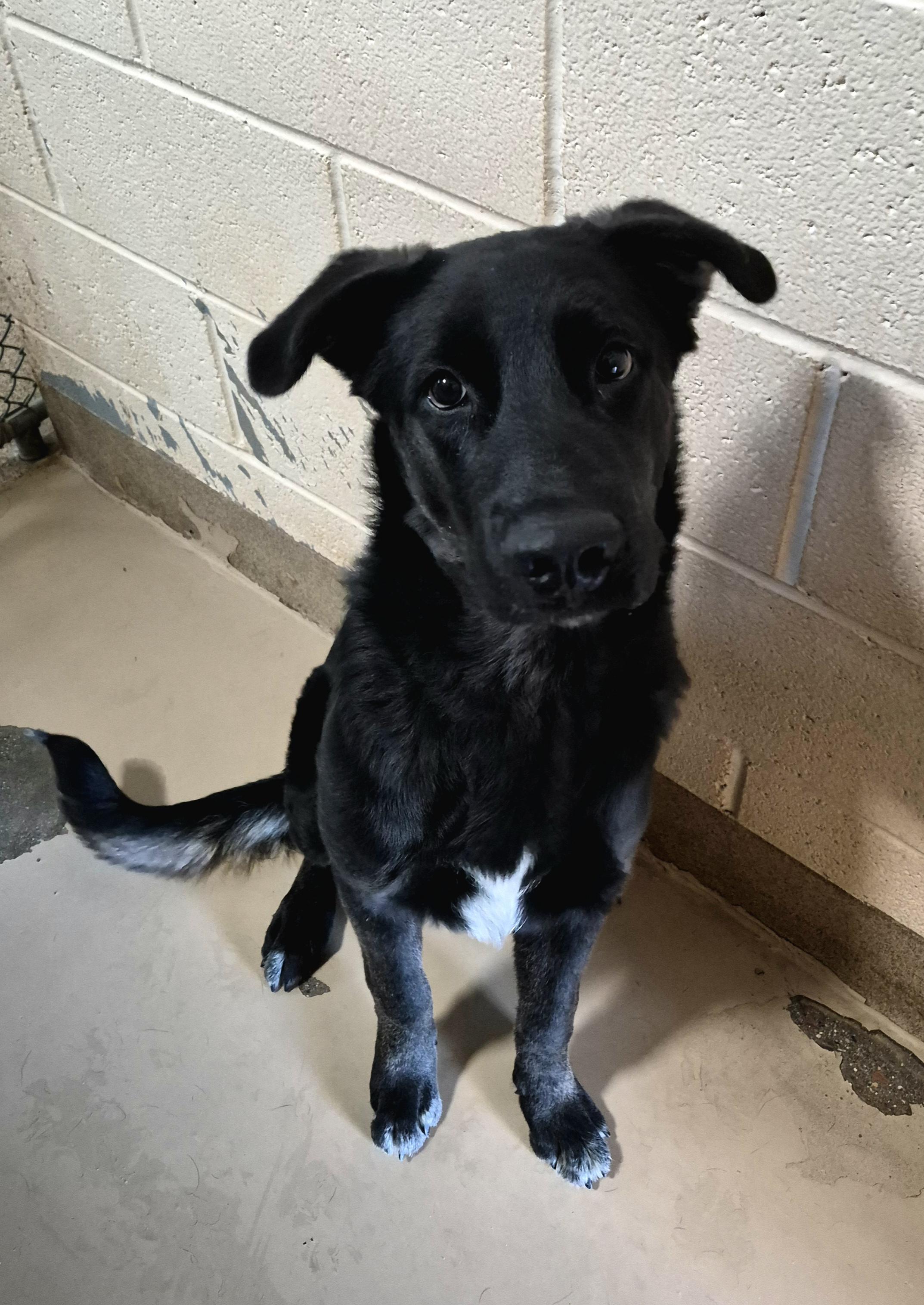 Bruce, Adopted, Young Male German Shepherd Dog.