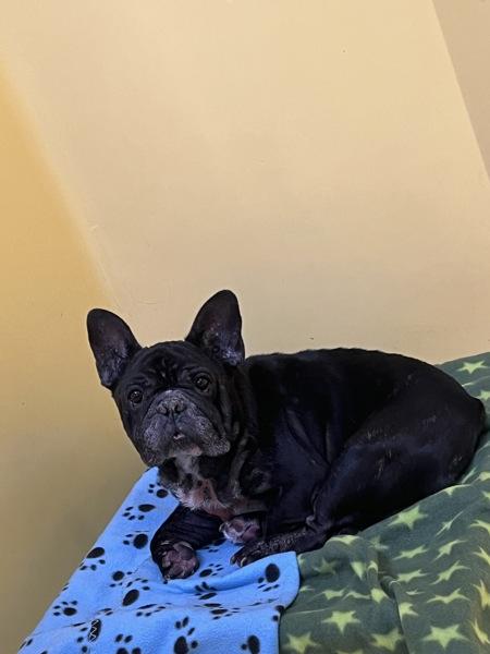 Enlarge Boris, a Adoptable mixed breed in San Gabriel, CA image 1/1