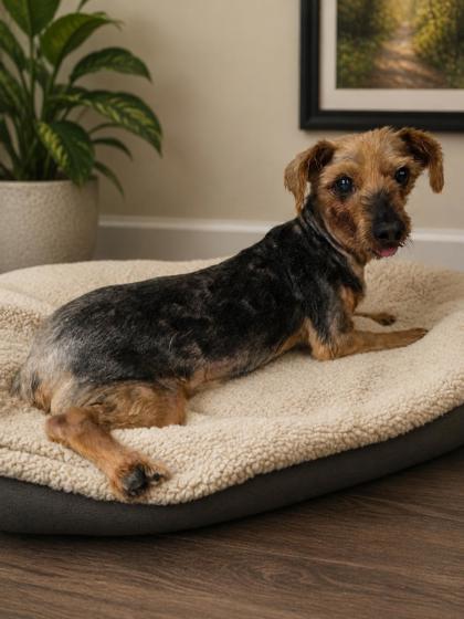 Alf, Adoptable, Adult Male Yorkshire Terrier & Mixed Breed.