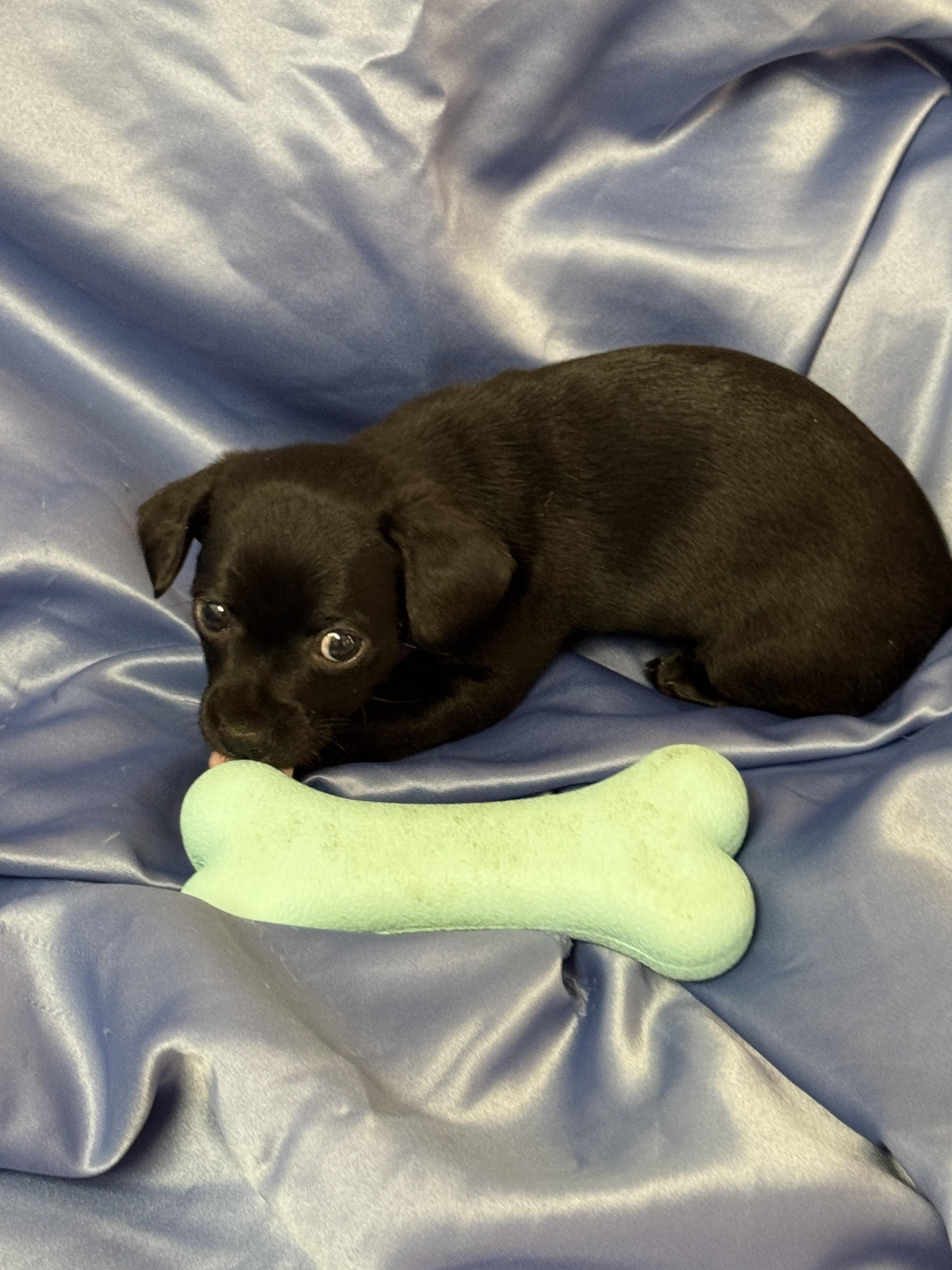 Enlarge Goddess , an adopted Chiweenie in Haslet, TX image 1/1