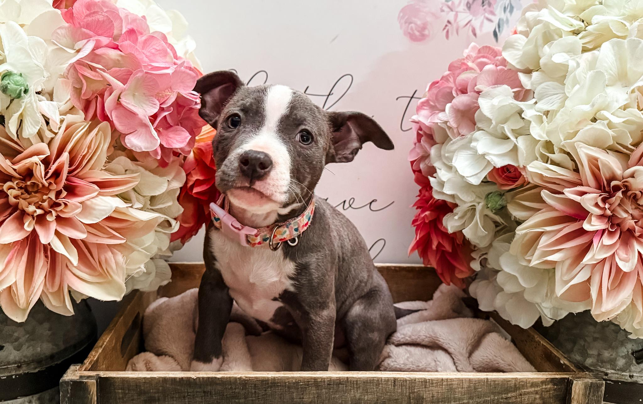 Queen, Adoptable, Puppy Female American Bulldog & Chihuahua.