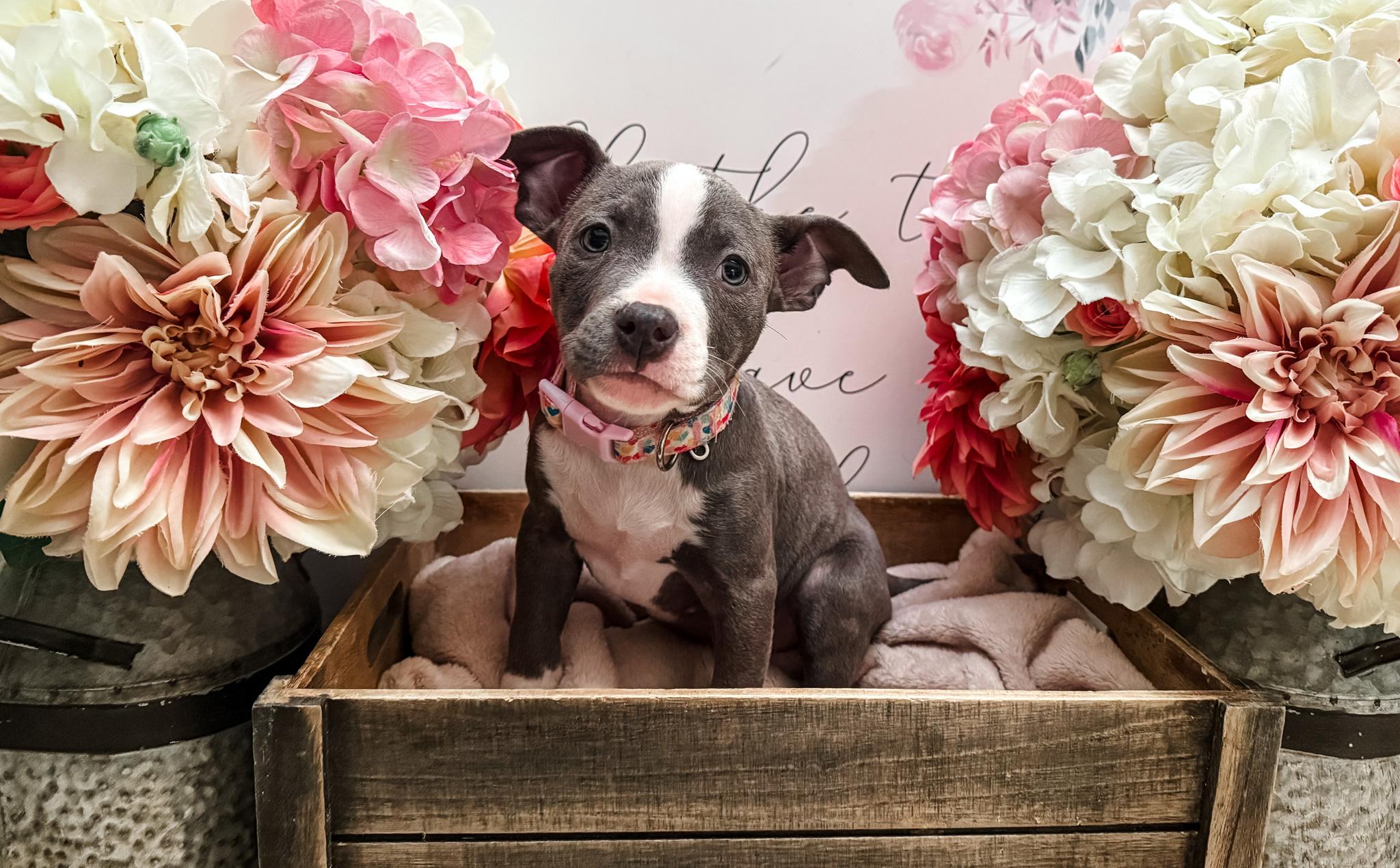 Queen, a Adoptable mixed breed in Newberg, OR image 2/4