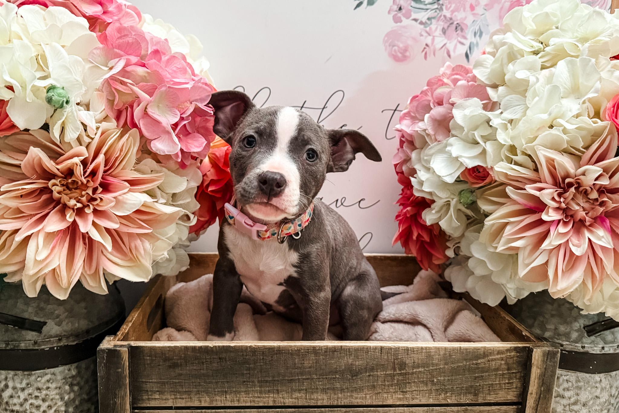 Queen, a Adoptable mixed breed in Newberg, OR image 3/4