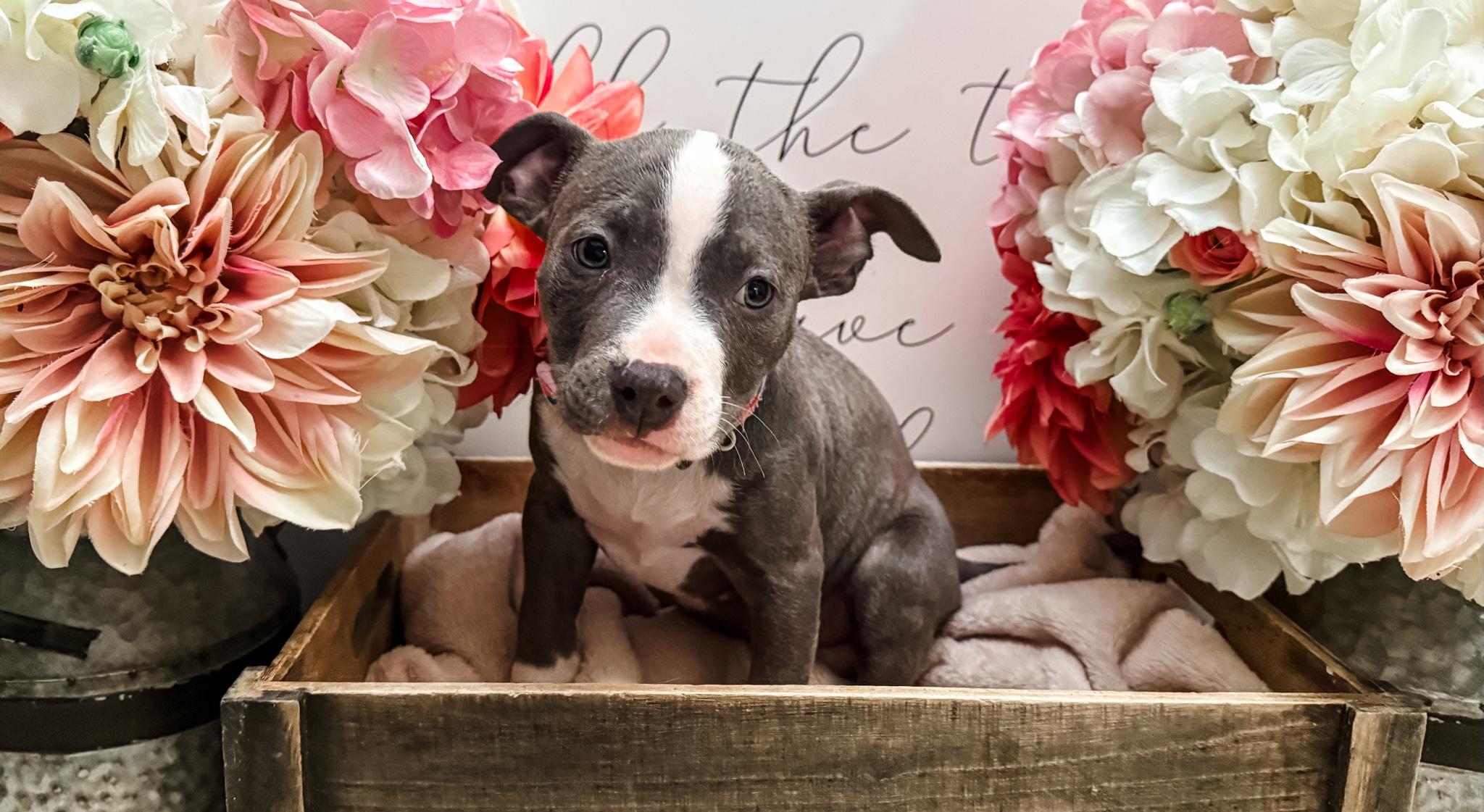 Queen, a Adoptable mixed breed in Newberg, OR image 4/4