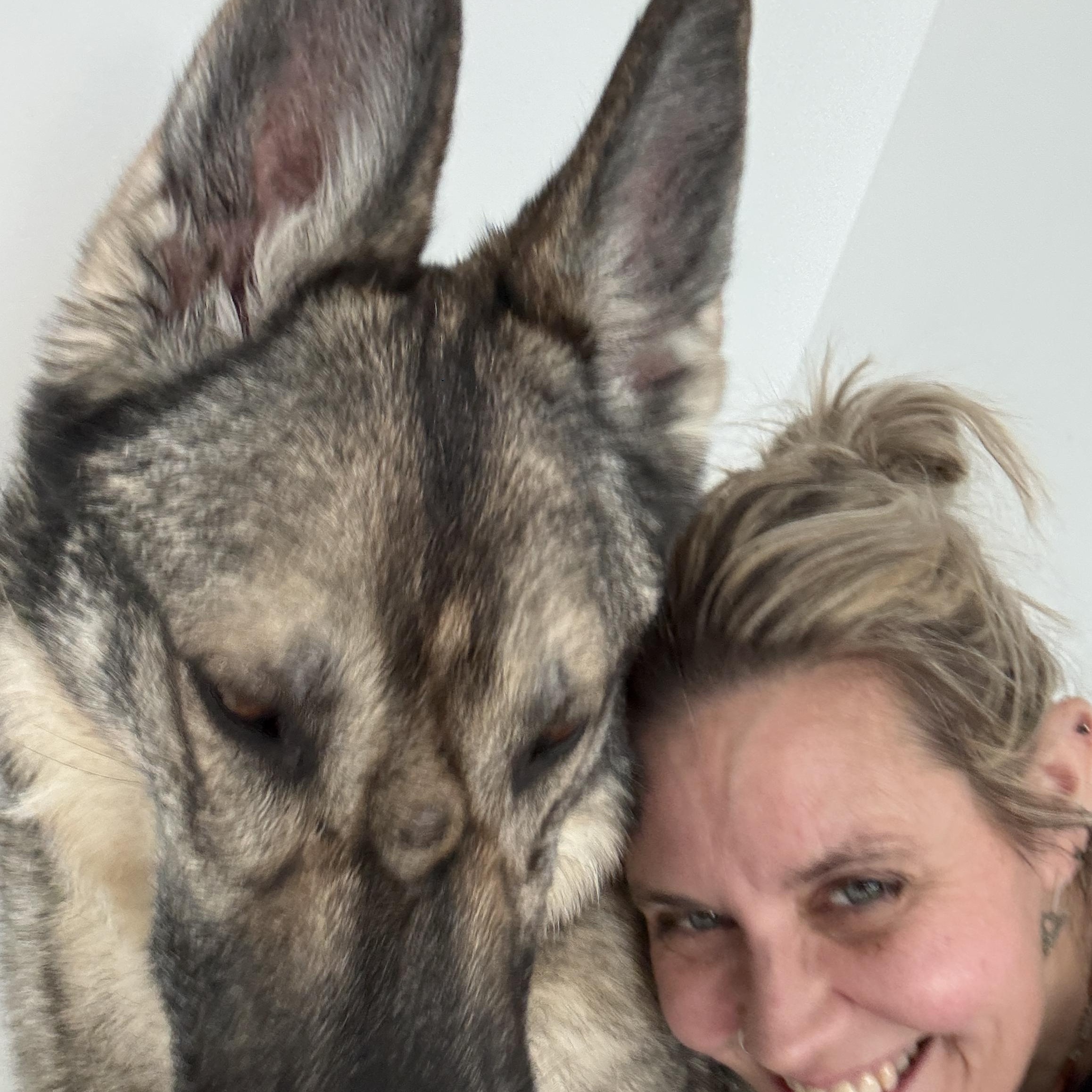 Enlarge Shabba, a ADOPTABLE German Shepherd Dog in Cranston, RI image 2/4