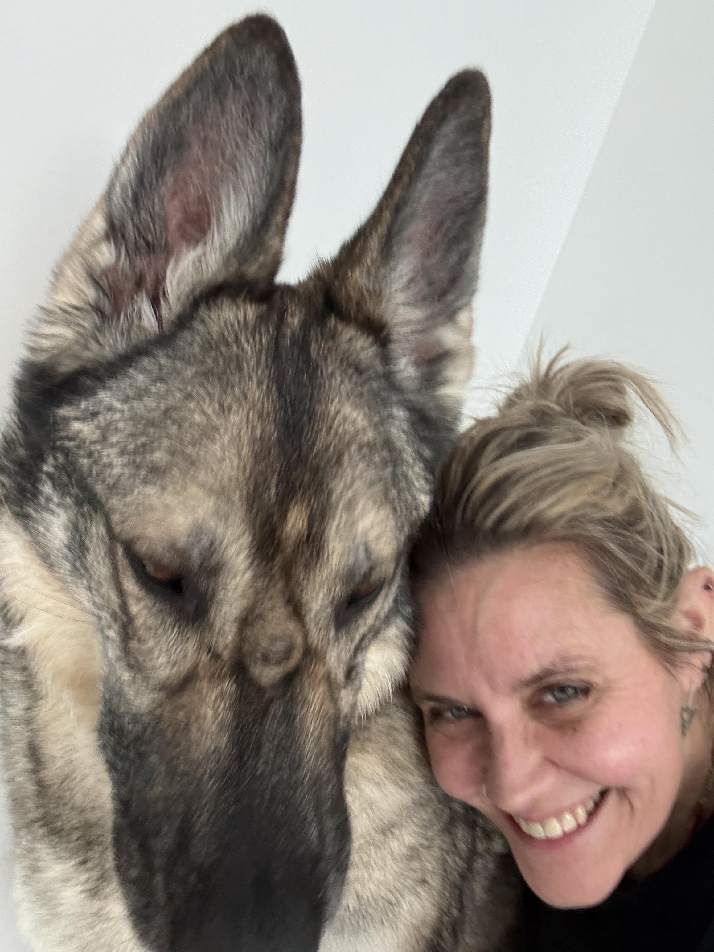 Enlarge Shabba, a ADOPTABLE German Shepherd Dog in Cranston, RI image 1/4