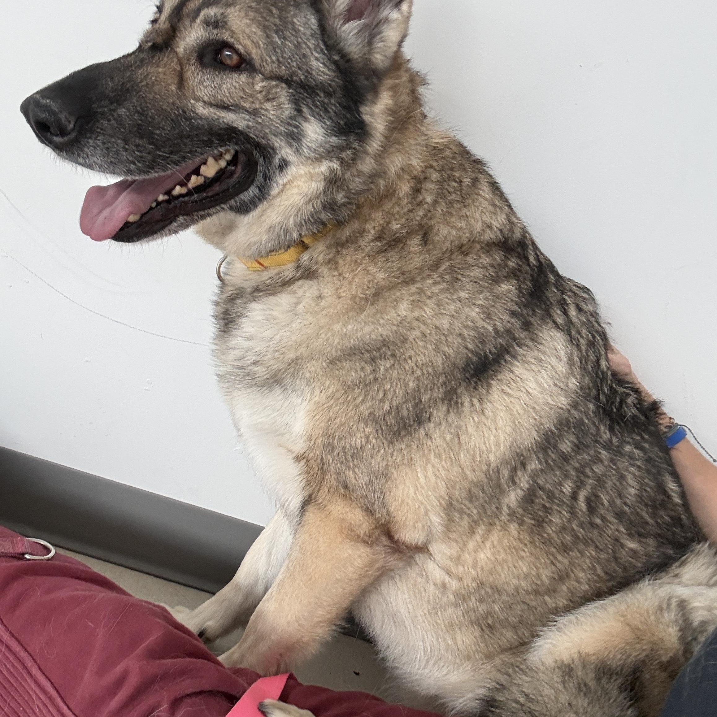 Enlarge Shabba, a ADOPTABLE German Shepherd Dog in Cranston, RI image 4/4