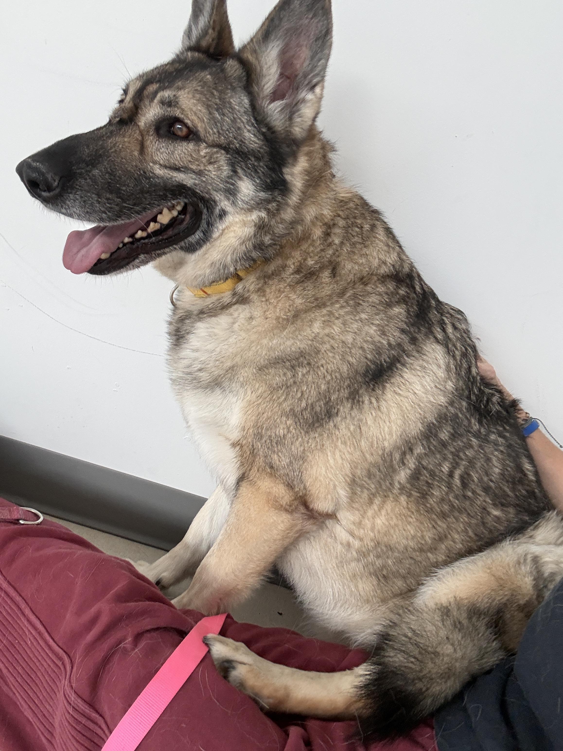 Enlarge Shabba, a ADOPTABLE German Shepherd Dog in Cranston, RI image 3/4