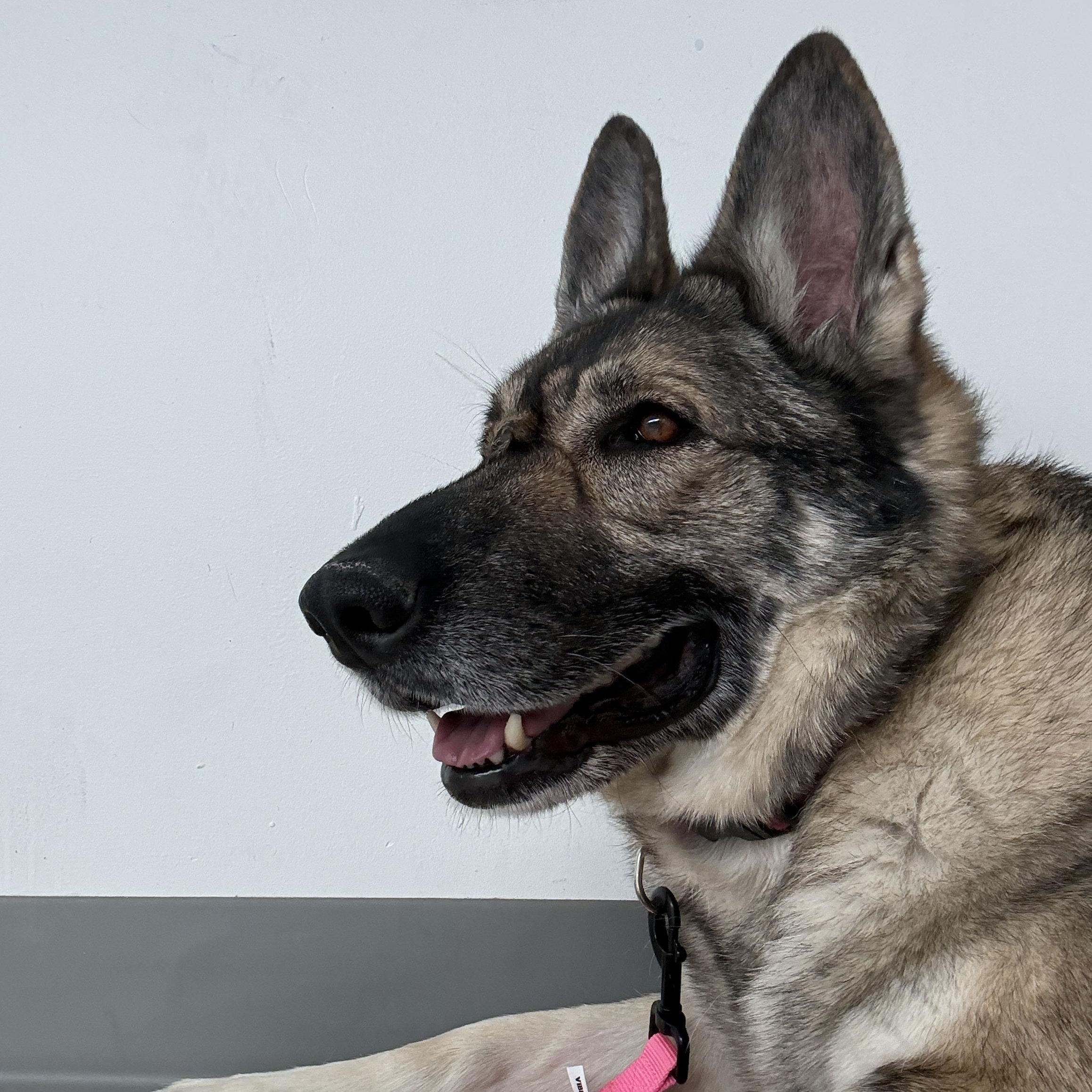Enlarge Shabba, a ADOPTABLE German Shepherd Dog in Cranston, RI image 1/4
